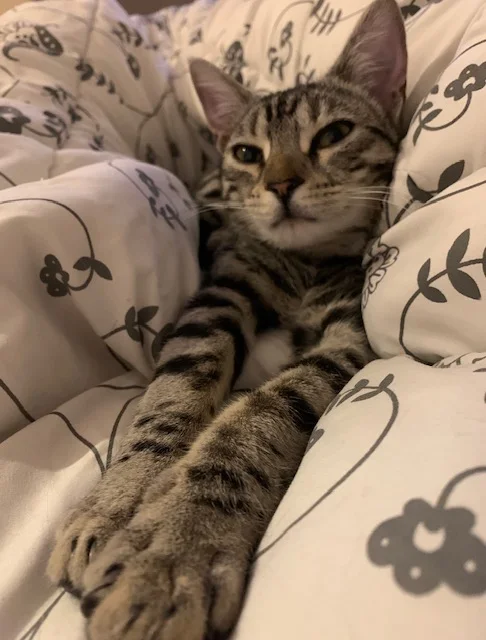 A grey and black tabby cat relaxing on a patterned blanket